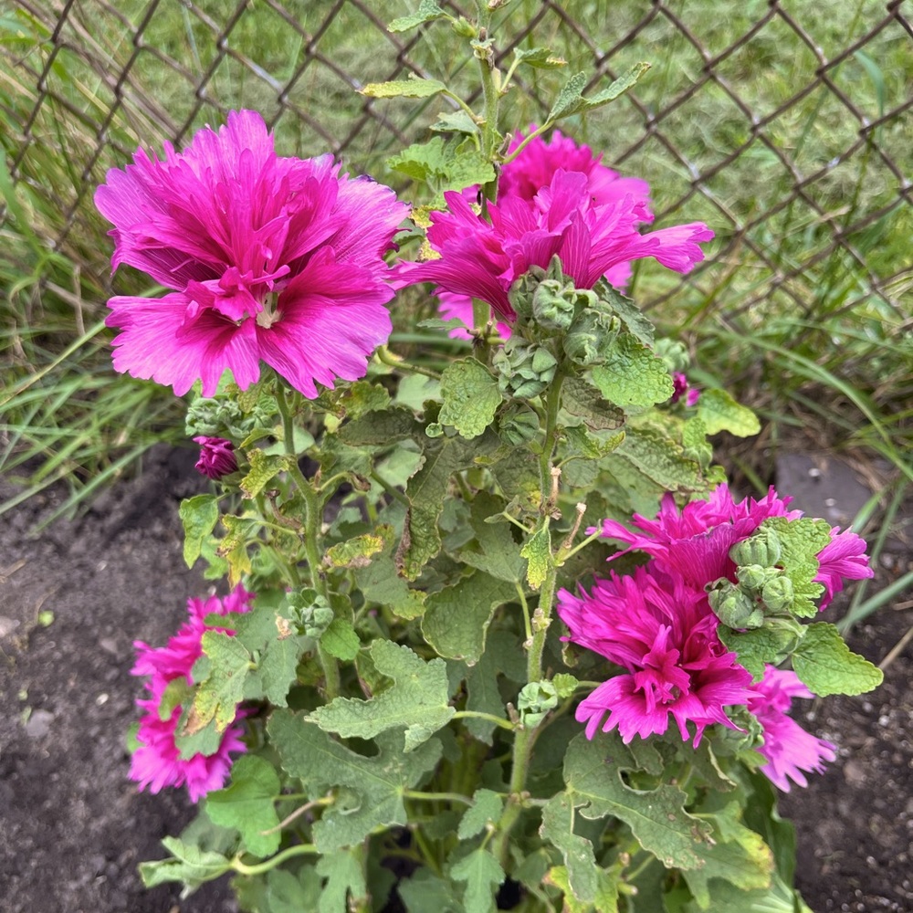 20 Queeny Purple Hollyhock Seeds